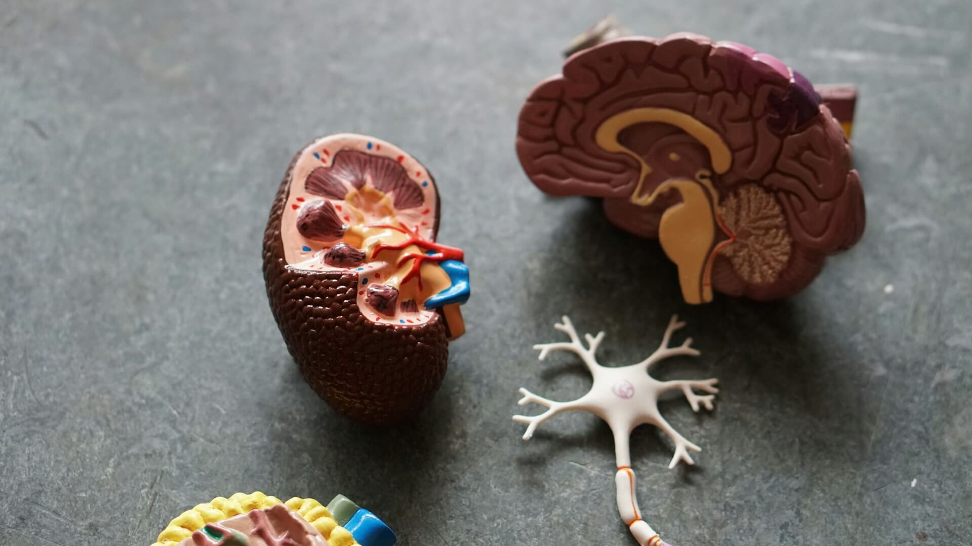 Triune Brain